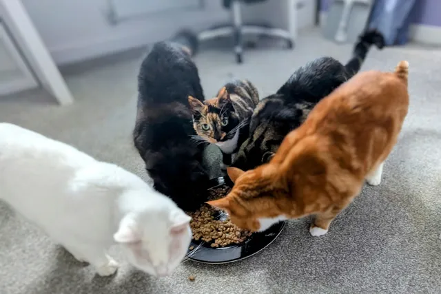 Zazzles and Her Multiple Personalities