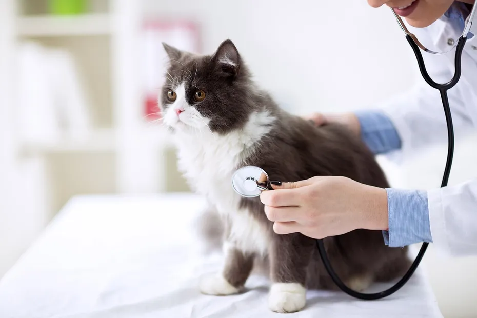 tuxedo persian cat being checked by vet