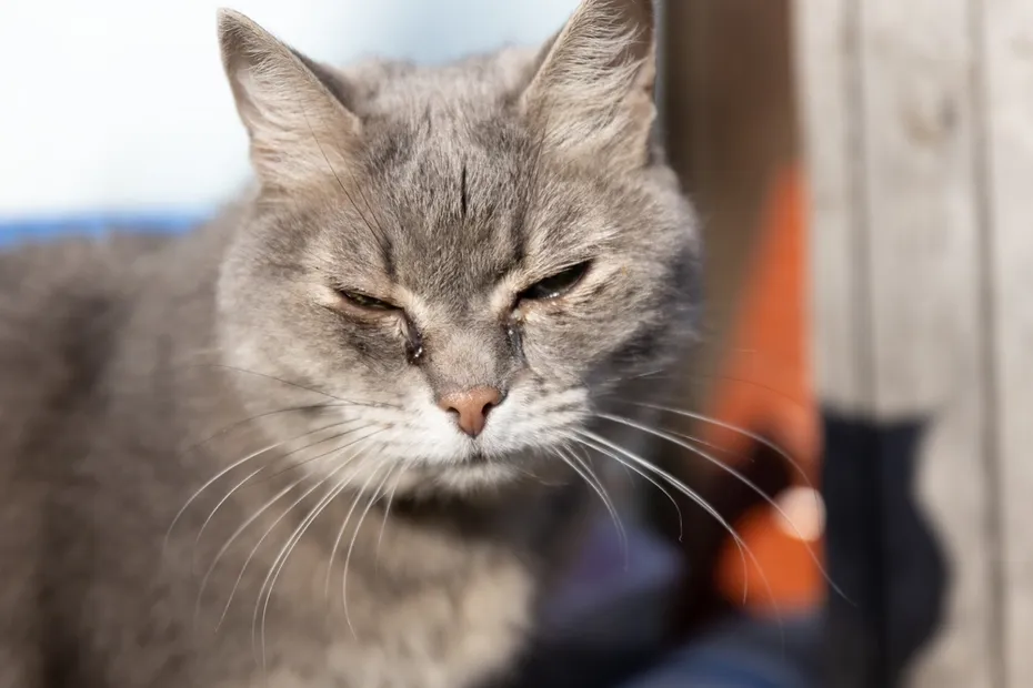 Gray cat with eye infection