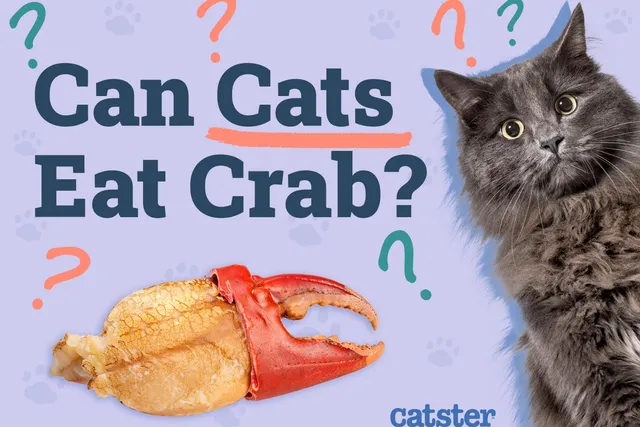 Can Cats Eat Crab? Vet-Approved Nutritional Facts & FAQ