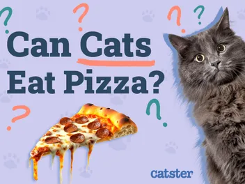 Can Cats Eat Pizza? Vet-Reviewed Nutrition & Safety Advice