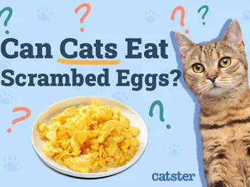 Can Cats Eat Scrambled Eggs? Vet-Verified Nutrition Facts & Info
