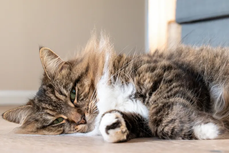 Beautiful long-haired cat lying on its side