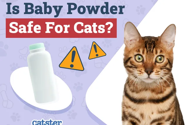 Is Baby Powder Safe for a Cat? What You Need to Know! Vet-Approved Safety Info