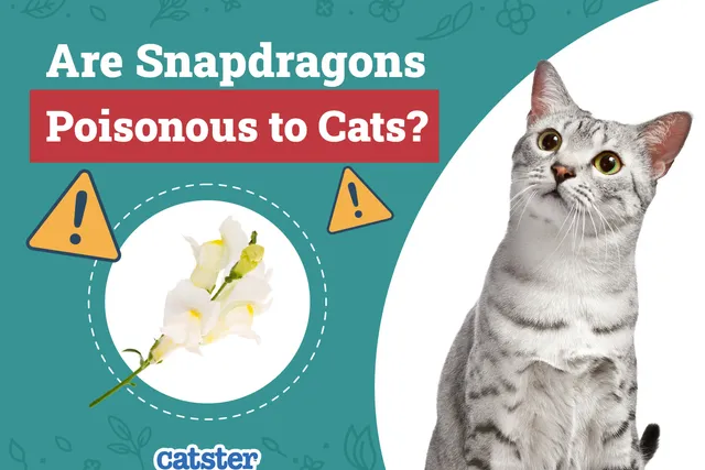 Are Snapdragons Poisonous to Cats? Vet-Verified Houseplant Safety