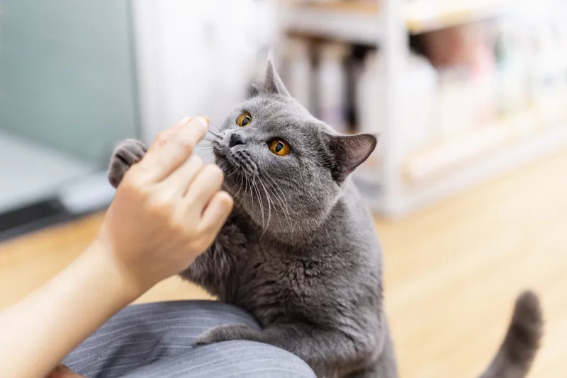 Curious cat smell snack on its master's hand
