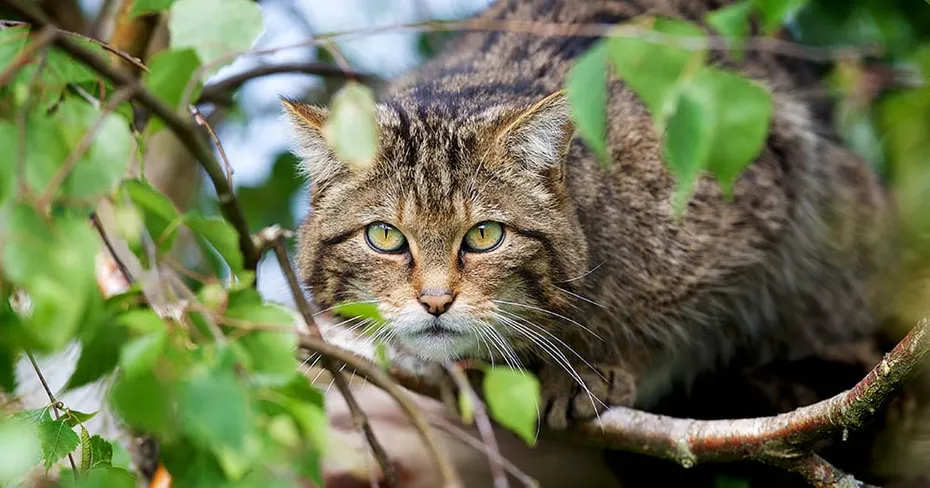 Scottish Wildcat