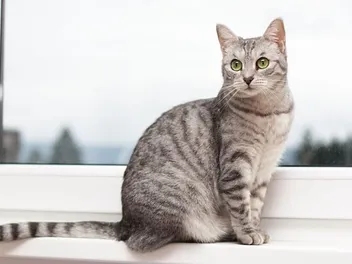 Can Humans Get Tapeworms From Cats? Our Vet Answers