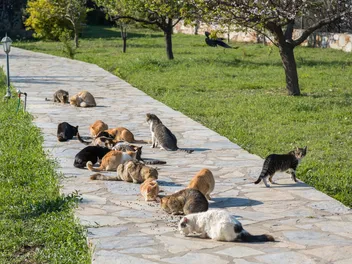 Are Feral Cats Dangerous? Vet Approved Facts & How to Help
