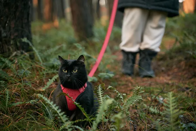 Can You Put a Cat on a Leash? Is It Cruel? Vet Approved Facts, Pros & Cons