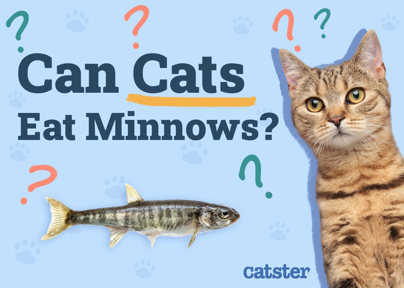 Can Cats Eat Minnows