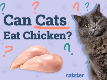 Can Cats Eat Chicken? Vet Approved Facts & FAQ