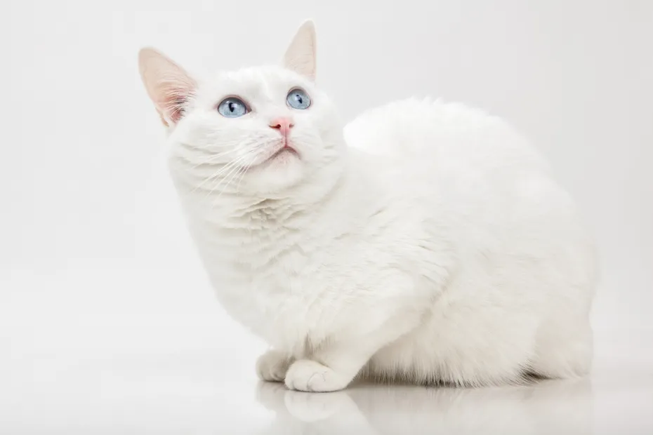 Dilute Tabby Cat