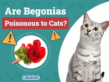 Are Begonias Poisonous to Cats? Vet-Verified Facts, Risks & Safety Guide