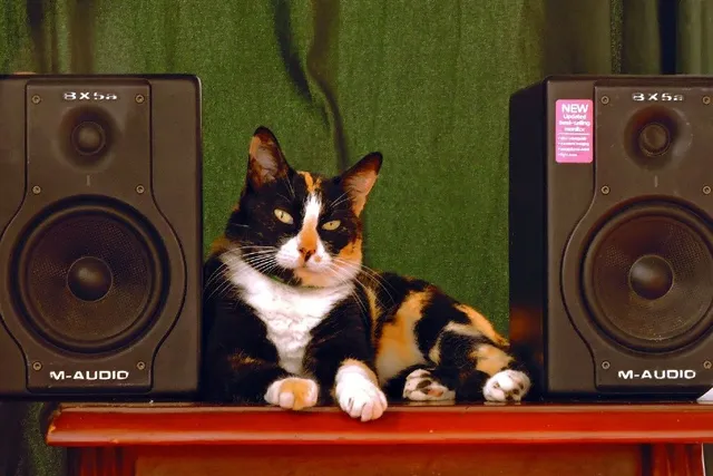 Can Loud Music Harm a Cat? Vet-Reviewed Info