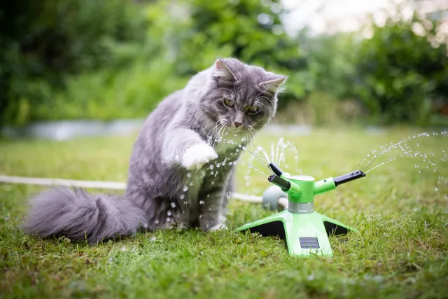 Why Are Cats Weird About Water? 5 Reasons Why Their Behavior Is Strange