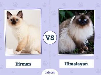 Birman Cat vs Himalayan Cat: Notable Differences (With Pictures)