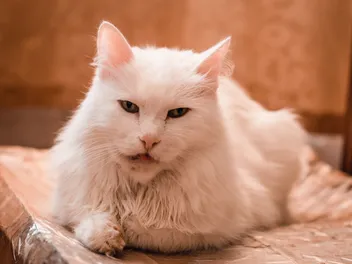 Hard Lump on Cat's Lower Jaw: Causes & Care