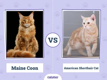 Maine Coon vs American Shorthair Cat: What’s the Difference? (With Pictures, Vet-Reviewed)