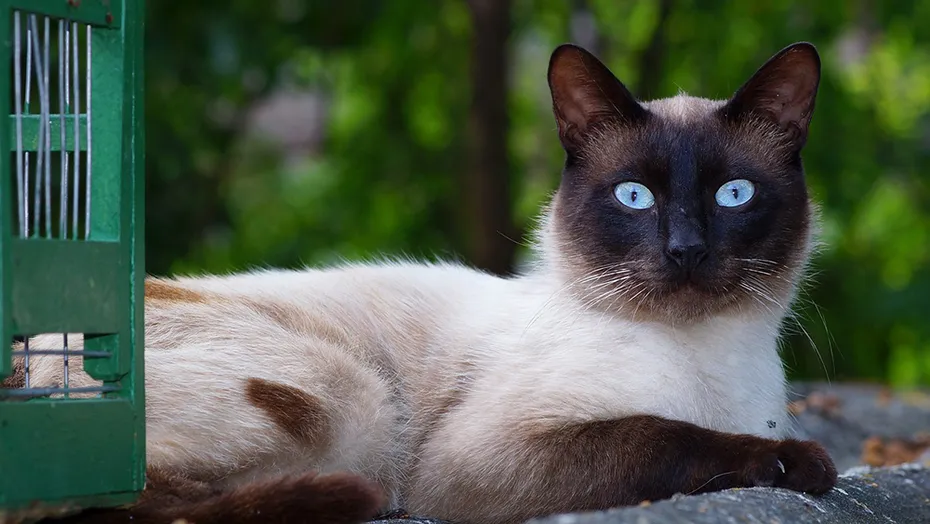 balinese cat lying down outdoors