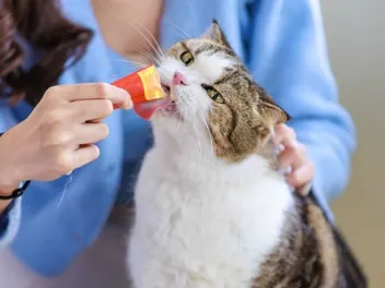 10 Best Lickable Treats for Cats in 2026 - Reviews & Top Picks
