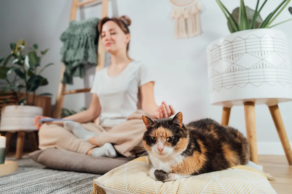 calico cat and a woman meditating