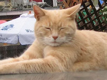 Cats in History: Mayor Stubbs