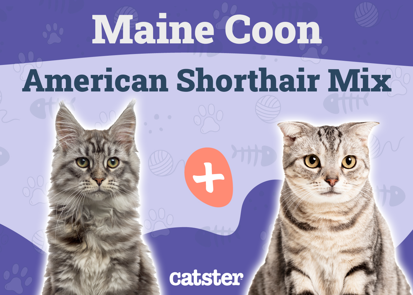 Maine Coon American Shorthair Mix