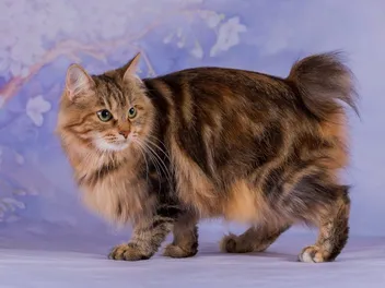 Japanese Bobtail Longhair: Info, Pictures, Care, & Traits
