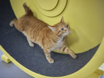 9 DIY Cat Exercise Wheels to Make Today (With Pictures)