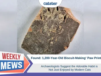 1,200-Year-Old ‘Biscuit-Making’ Paw Prints Found by Archaeologists Suggest the Habit is Not Just for Modern Cats