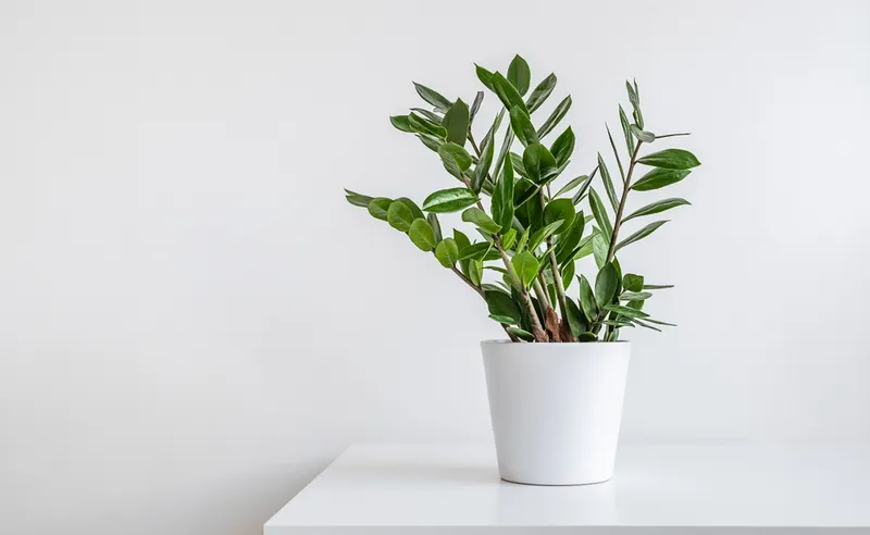 ZZ plant in a white pot