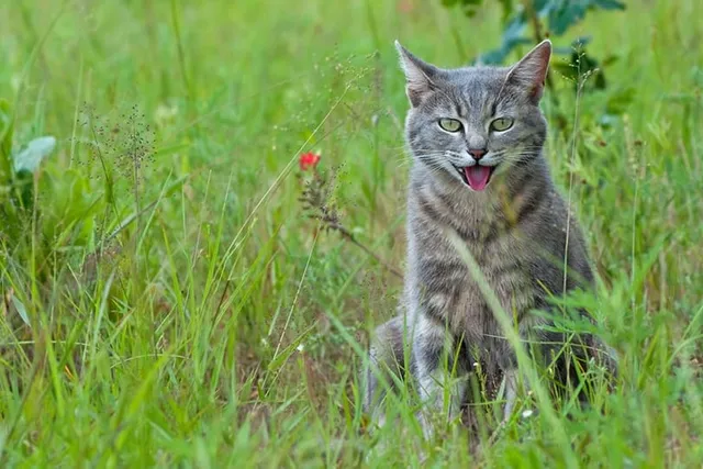 My Cat Is Panting After Playing, Should I Worry? 4 Vet Approved Reasons & FAQ