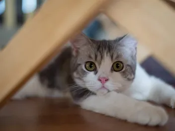 Cat Quality of Life Scale: Making End-of-Life Decisions (Vet Answer)