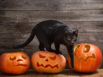 10 Halloween Safety Tips for Your Cat: Vet-Approved Advice