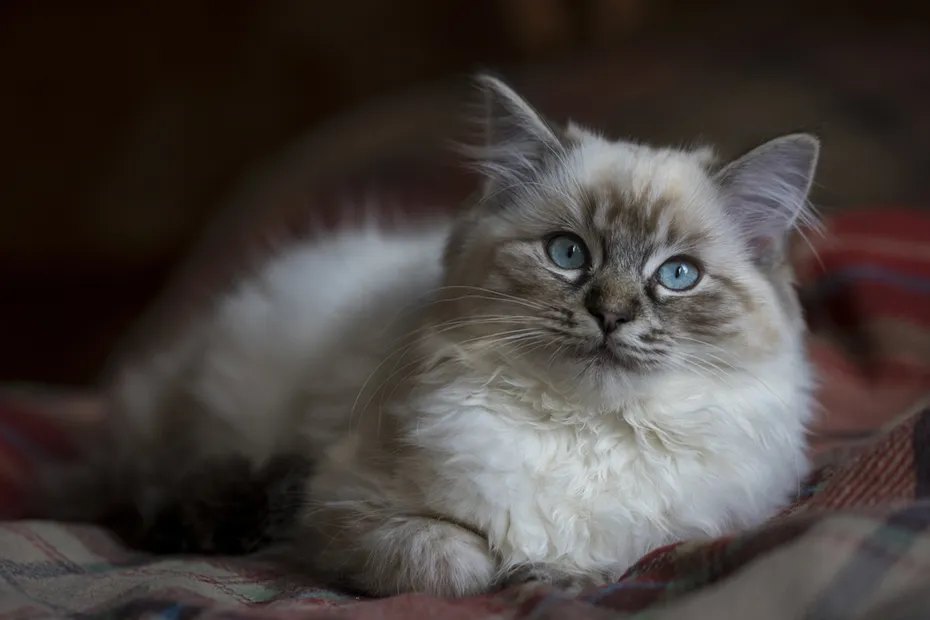 Seal Tabby Ragdoll kitten