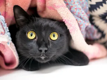 Why Do Cats Sneak Around? 10 Vet-Reviewed Reasons for This Behavior