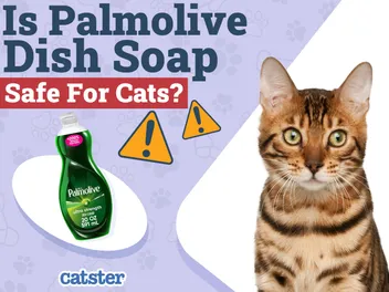 Is Palmolive Dish Soap Safe for Cats? Vet-Approved Risks & Alternatives