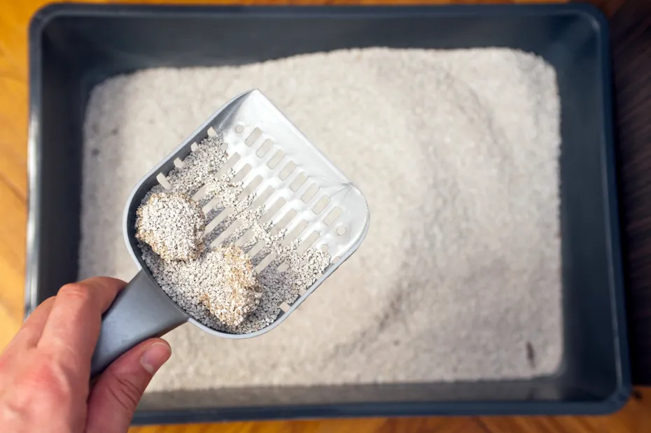 man holding a plastic shovel is removing cat poop from the litter