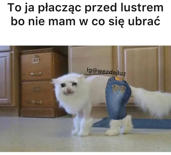 Wardrobe Cat
