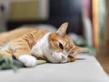 Why Won't My Senior Cat Eat? 6 Vet-Reviewed Ways to Help