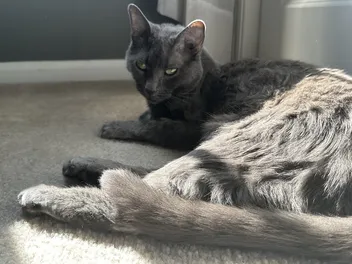 Is Your Cat an Old Soul? Olga’s Calm Nature