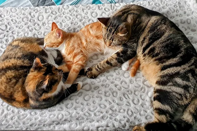 Cat Vaccination: How I Balance the Risks & Benefits