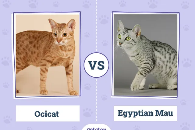 Ocicat vs Egyptian Mau: Main Differences (With Pictures)