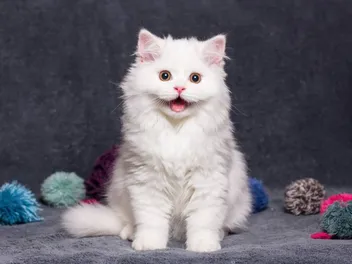 How to Keep Your Cat Happy While You're Away: Vet-Approved Tips & Tricks