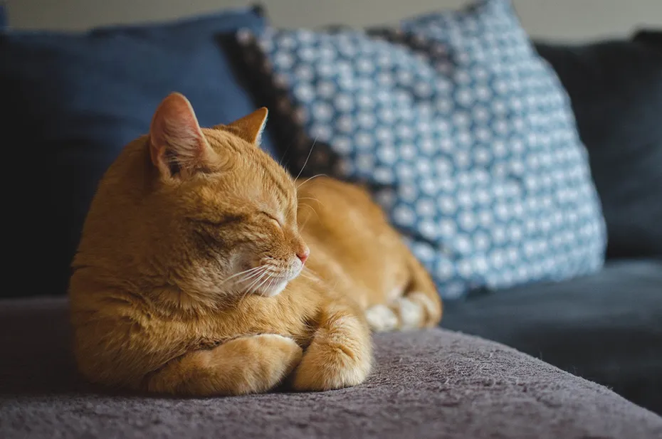orange cat lying on the sofa