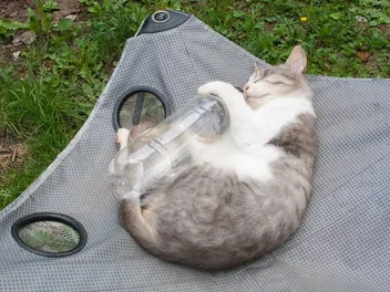 Why Do Cats Like Crinkly Things? 5 Possible Reasons & Risks