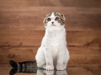 How Long Does a Scottish Fold Live? Average Lifespan Data & Vet-Reviewed Facts
