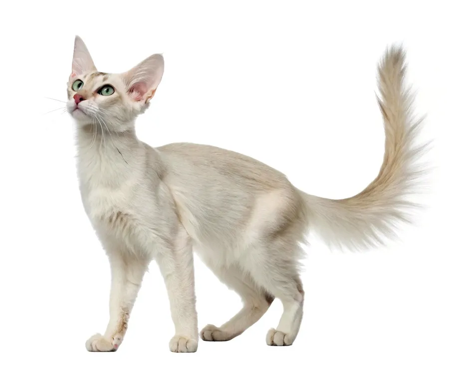 Elegant Oriental Longhair Cat With Slender Bo Isolated On White Background