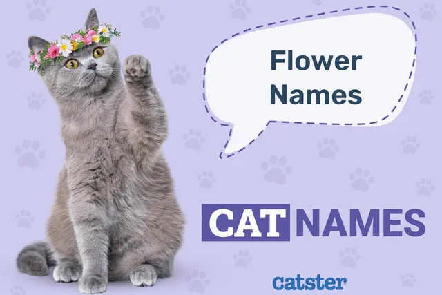 150+ Flower Names for Cats: Inspiring Floral Ideas